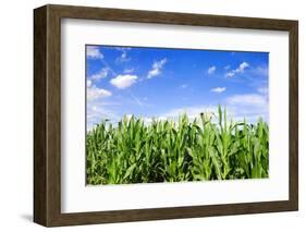 Corn Field-Liang Zhang-Framed Photographic Print