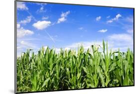 Corn Field-Liang Zhang-Mounted Photographic Print