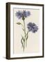 Corn-Flower or Corn Blue-Bottle-null-Framed Art Print