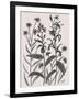 Corn Flower-Beverly Dyer-Framed Art Print