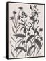 Corn Flower-Beverly Dyer-Framed Stretched Canvas