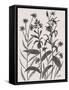 Corn Flower-Beverly Dyer-Framed Stretched Canvas