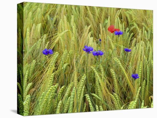 Corn Flowers and Field Poppy-null-Stretched Canvas