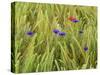 Corn Flowers and Field Poppy-null-Stretched Canvas