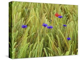 Corn Flowers and Field Poppy-null-Stretched Canvas