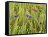 Corn Flowers and Field Poppy-null-Framed Stretched Canvas