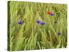 Corn Flowers and Field Poppy-null-Stretched Canvas