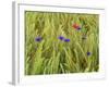 Corn Flowers and Field Poppy-null-Framed Photographic Print