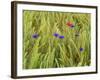 Corn Flowers and Field Poppy-null-Framed Photographic Print