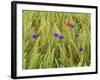 Corn Flowers and Field Poppy-null-Framed Photographic Print