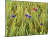 Corn Flowers and Field Poppy-null-Mounted Photographic Print