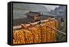 Corn Hanging to Dry in Old Farm House, China Kunming District-Darrell Gulin-Framed Stretched Canvas