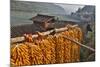 Corn Hanging to Dry in Old Farm House, China Kunming District-Darrell Gulin-Mounted Photographic Print