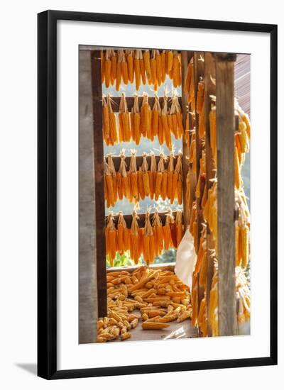 Corn Hung to Dry, Rize, Black Sea Region of Turkey-Ali Kabas-Framed Photographic Print