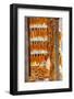 Corn Hung to Dry, Rize, Black Sea Region of Turkey-Ali Kabas-Framed Photographic Print