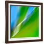 Corn Leaves-Ursula Abresch-Framed Photographic Print