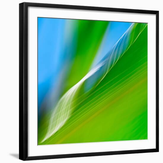 Corn Leaves-Ursula Abresch-Framed Photographic Print