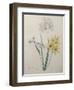 Corn Lilly with Blue Spots-Pierre-Joseph Redoute-Framed Art Print