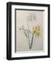 Corn Lilly with Blue Spots-Pierre-Joseph Redoute-Framed Art Print