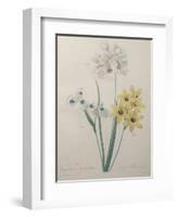 Corn Lilly with Blue Spots-Pierre-Joseph Redoute-Framed Art Print