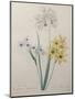 Corn Lilly with Blue Spots-Pierre-Joseph Redoute-Mounted Art Print