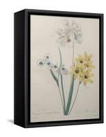 Corn Lilly with Blue Spots-Pierre-Joseph Redoute-Framed Stretched Canvas