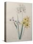 Corn Lilly with Blue Spots-Pierre-Joseph Redoute-Stretched Canvas