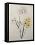 Corn Lilly with Blue Spots-Pierre-Joseph Redoute-Framed Stretched Canvas