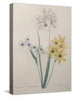 Corn Lilly with Blue Spots-Pierre-Joseph Redoute-Stretched Canvas