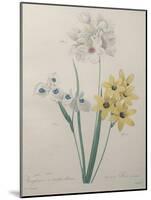 Corn Lilly with Blue Spots-Pierre-Joseph Redoute-Mounted Art Print