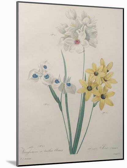 Corn Lilly with Blue Spots-Pierre-Joseph Redoute-Mounted Art Print