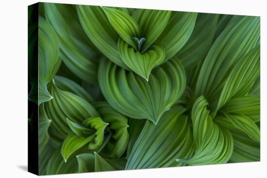 Corn Lily Aka False Hellebore in Glacier National Park, Montana, USA-Chuck Haney-Stretched Canvas