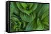 Corn Lily Aka False Hellebore in Glacier National Park, Montana, USA-Chuck Haney-Framed Stretched Canvas