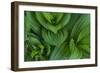 Corn Lily Aka False Hellebore in Glacier National Park, Montana, USA-Chuck Haney-Framed Photographic Print