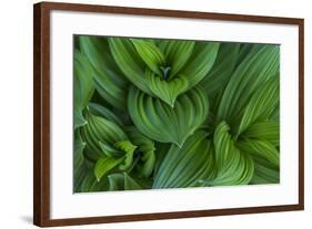 Corn Lily Aka False Hellebore in Glacier National Park, Montana, USA-Chuck Haney-Framed Photographic Print