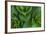 Corn Lily Aka False Hellebore in Glacier National Park, Montana, USA-Chuck Haney-Framed Photographic Print