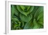 Corn Lily Aka False Hellebore in Glacier National Park, Montana, USA-Chuck Haney-Framed Photographic Print