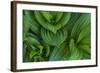 Corn Lily Aka False Hellebore in Glacier National Park, Montana, USA-Chuck Haney-Framed Photographic Print