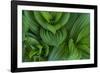 Corn Lily Aka False Hellebore in Glacier National Park, Montana, USA-Chuck Haney-Framed Photographic Print