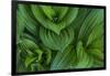 Corn Lily Aka False Hellebore in Glacier National Park, Montana, USA-Chuck Haney-Framed Photographic Print