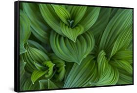 Corn Lily Aka False Hellebore in Glacier National Park, Montana, USA-Chuck Haney-Framed Stretched Canvas