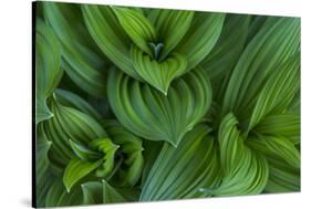 Corn Lily Aka False Hellebore in Glacier National Park, Montana, USA-Chuck Haney-Stretched Canvas