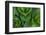 Corn Lily Aka False Hellebore in Glacier National Park, Montana, USA-Chuck Haney-Framed Photographic Print