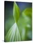 Corn Lily, Mount Baker-Snoqualmie National Forest, Washington.-Ethan Welty-Stretched Canvas