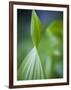 Corn Lily, Mount Baker-Snoqualmie National Forest, Washington.-Ethan Welty-Framed Photographic Print