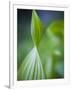 Corn Lily, Mount Baker-Snoqualmie National Forest, Washington.-Ethan Welty-Framed Photographic Print