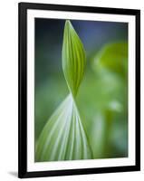 Corn Lily, Mount Baker-Snoqualmie National Forest, Washington.-Ethan Welty-Framed Photographic Print