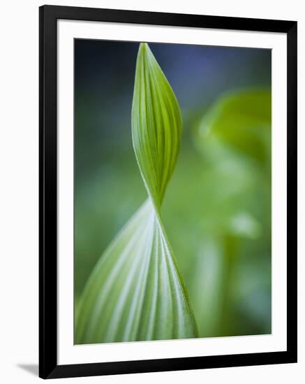 Corn Lily, Mount Baker-Snoqualmie National Forest, Washington.-Ethan Welty-Framed Photographic Print