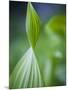 Corn Lily, Mount Baker-Snoqualmie National Forest, Washington.-Ethan Welty-Mounted Photographic Print