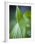 Corn Lily, Mount Baker-Snoqualmie National Forest, Washington.-Ethan Welty-Framed Photographic Print